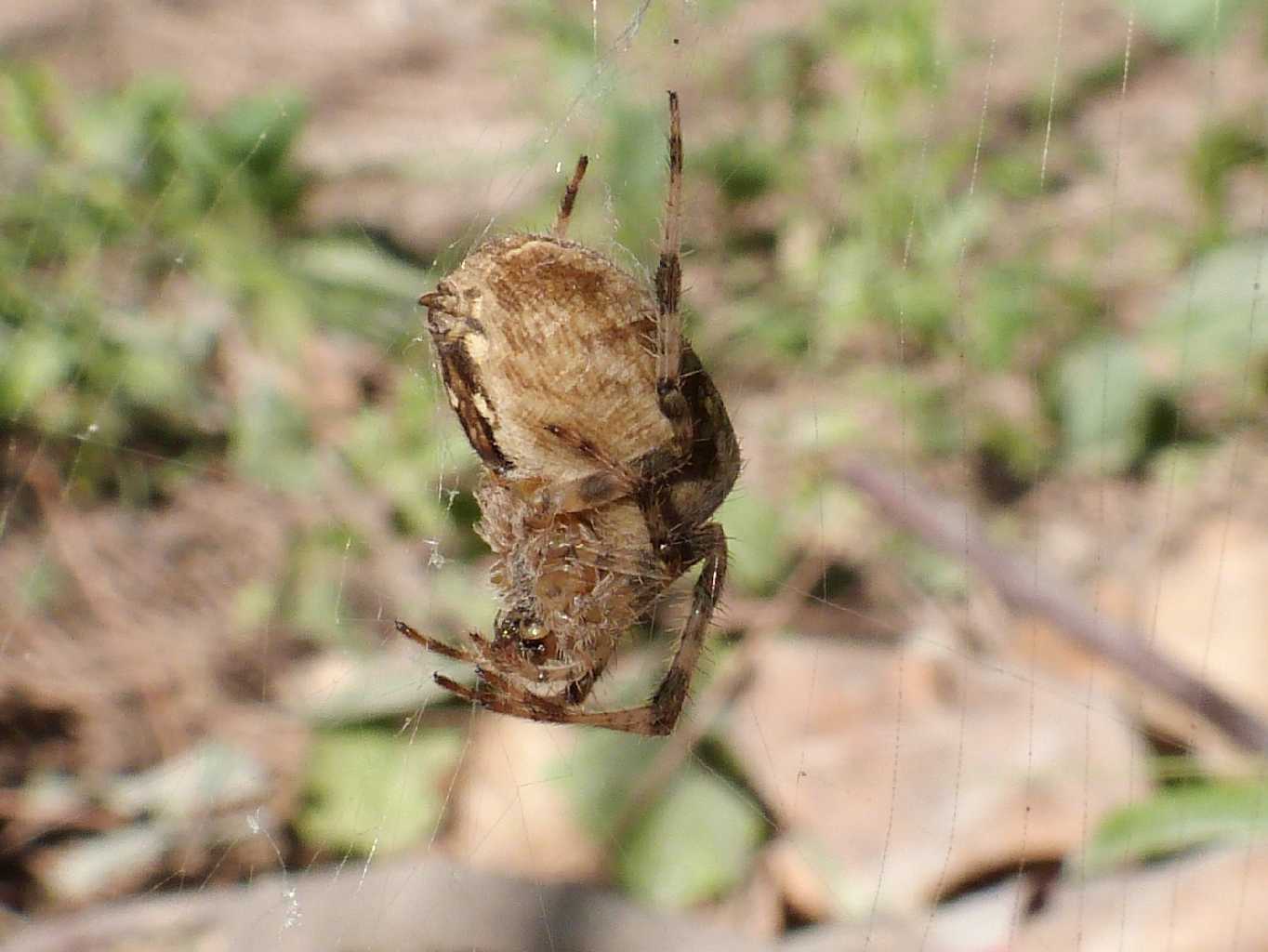 Araneus diadematus - Ostia (RM)